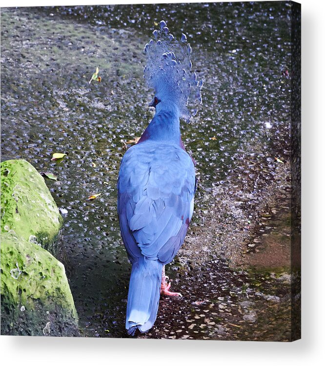 Atlantic Ocean Acrylic Print featuring the photograph Victoria Crowned Pigeon by Jouko Lehto