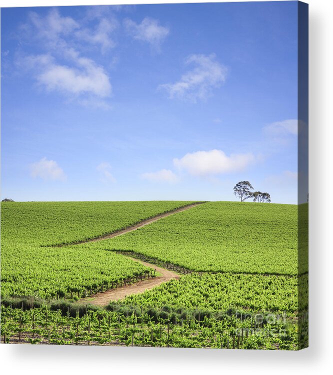 Vineyard Acrylic Print featuring the photograph Vineyard South Australia by Colin and Linda McKie