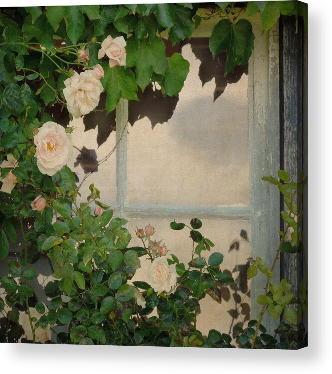 Sally Banfill Acrylic Print featuring the photograph Vintage Rose by Sally Banfill