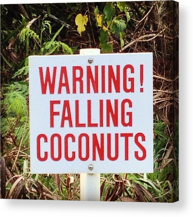 Sign Acrylic Print featuring the photograph Warning Falling Coconuts by Darice Machel McGuire