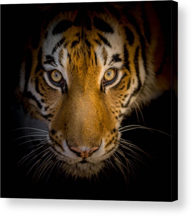 Tiger Acrylic Print featuring the photograph Watching You by Ernest Echols