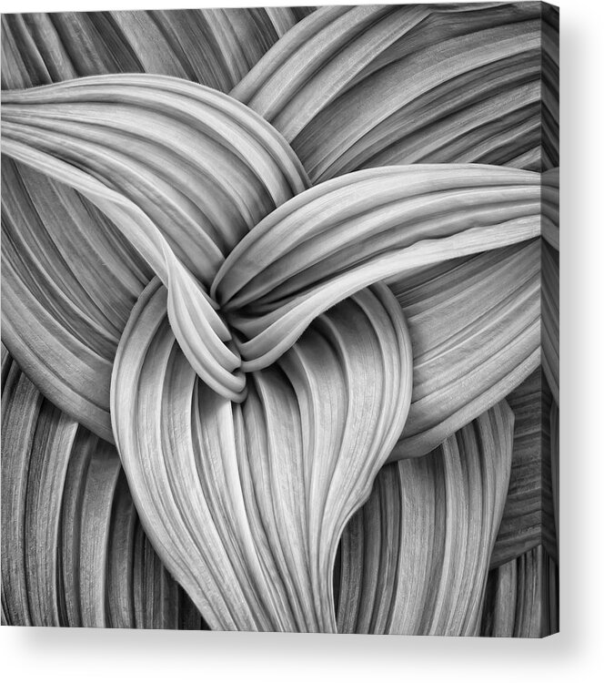 Black And White Acrylic Print featuring the photograph Web and Flow by Darylann Leonard Photography