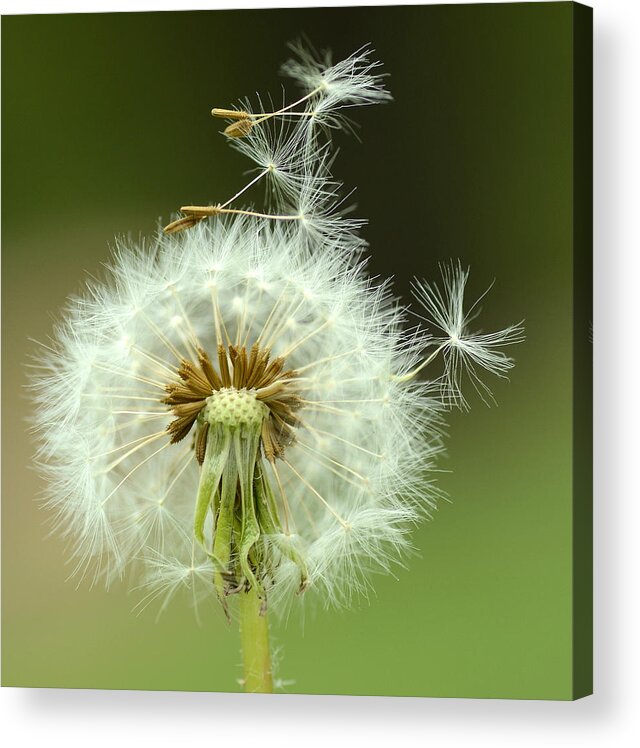 Dandelion Acrylic Print featuring the photograph Whimsical by Fraida Gutovich