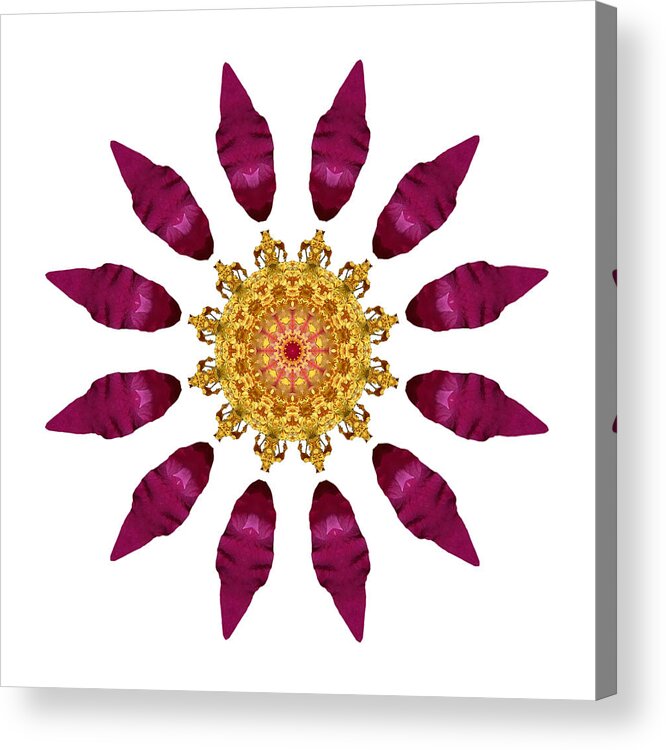 Flower Acrylic Print featuring the photograph Beach Rose IV Flower Mandala White by David J Bookbinder