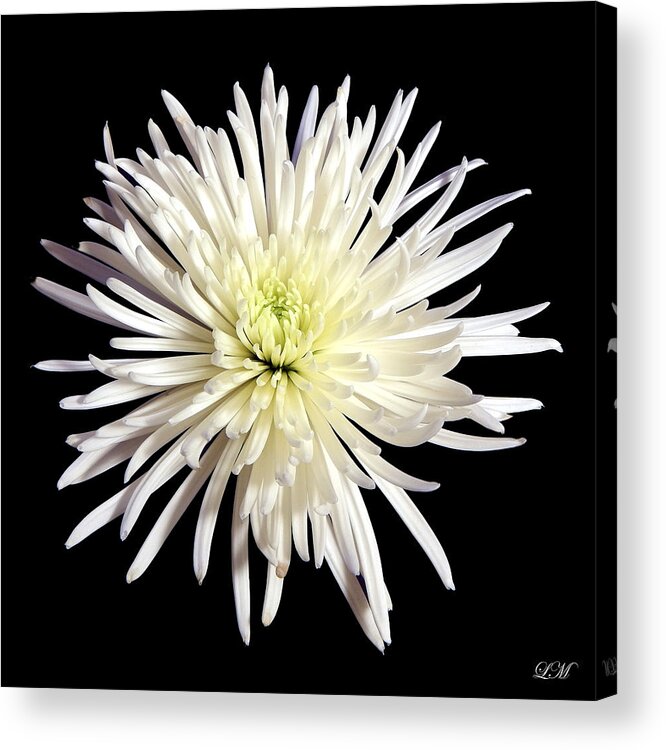 Flowers Acrylic Print featuring the photograph White Chrysanthemum Still Life Flower Art Poster by Lily Malor