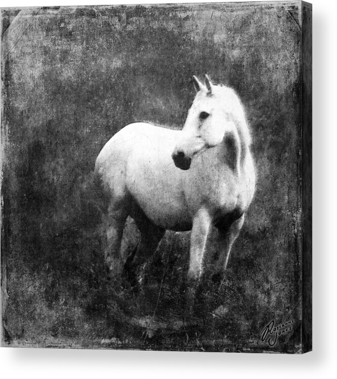Horse Acrylic Print featuring the photograph White Horse by Roseanne Jones
