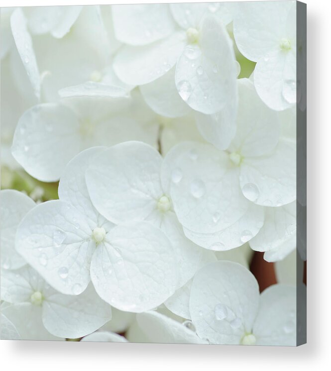 Petal Acrylic Print featuring the photograph White Hydrangea by Nine Ok
