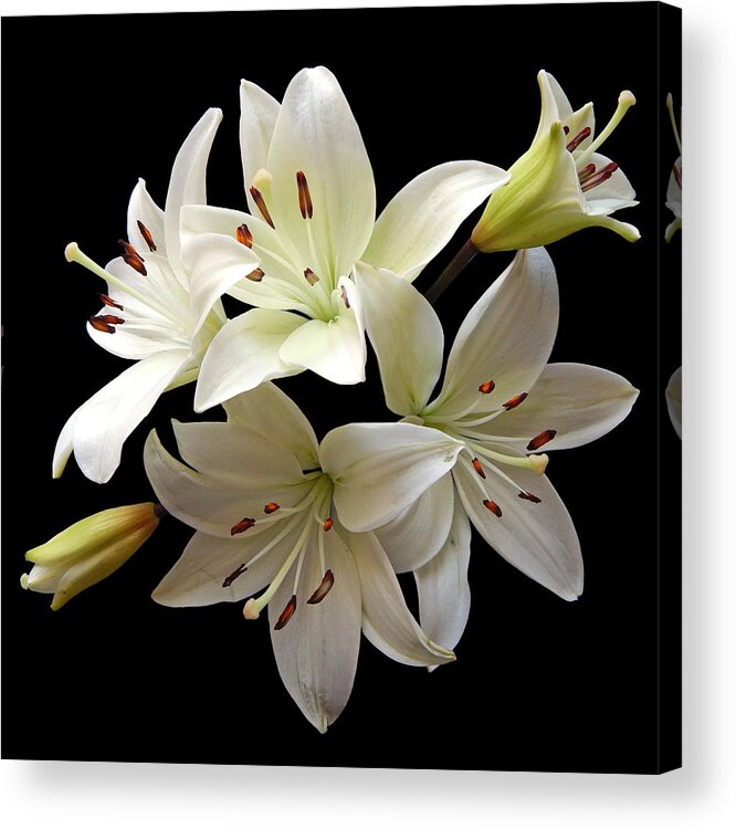 Flowers Acrylic Print featuring the photograph White Lilies II Still Life Flower Art Poster by Lily Malor