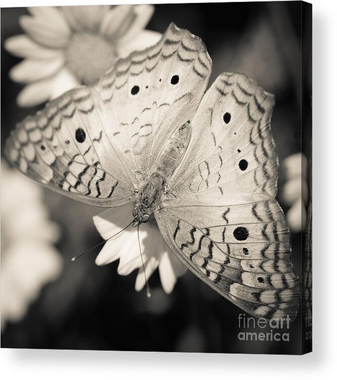 Butterfly Acrylic Print featuring the photograph White Peacock Butterfly by Tamara Becker