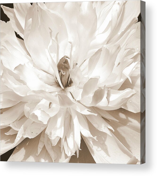 Art Acrylic Print featuring the photograph White Peony I Sepia by Joan Han