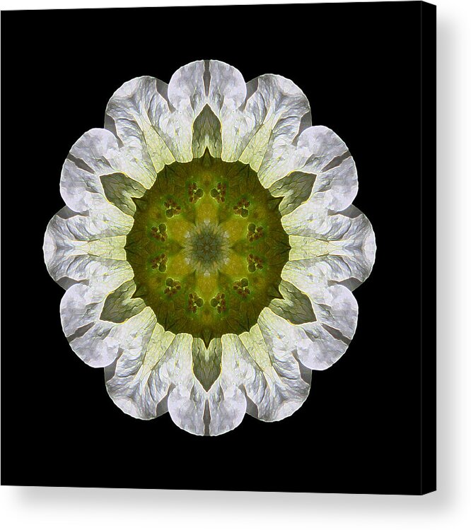Flower Acrylic Print featuring the photograph White Petunia IV Flower Mandala by David J Bookbinder