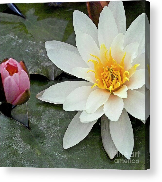 Water Llilies Acrylic Print featuring the photograph White Water Lily Nymphaea by Heiko Koehrer-Wagner