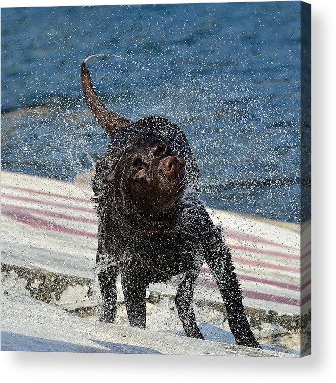 Chocolate Labrador Retriever Acrylic Print featuring the photograph Whole Lot Of Shaking Going On 4 by Fraida Gutovich