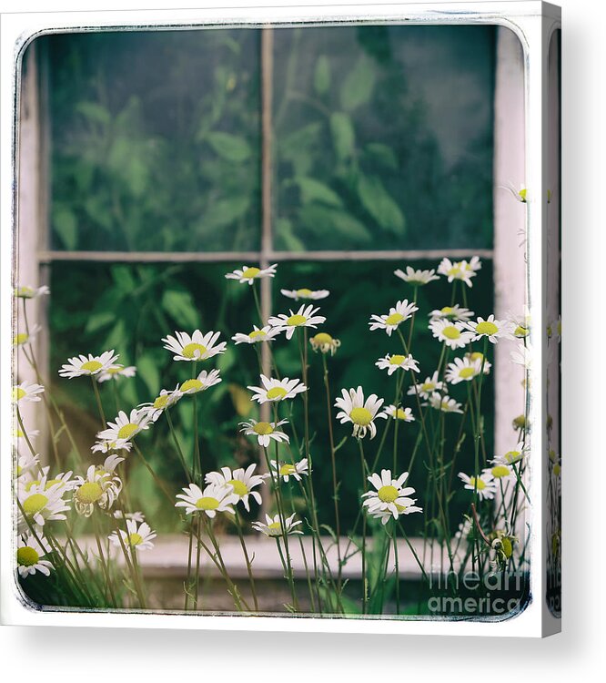 Kate Mckenna Acrylic Print featuring the photograph Wild Daisies by Kate McKenna