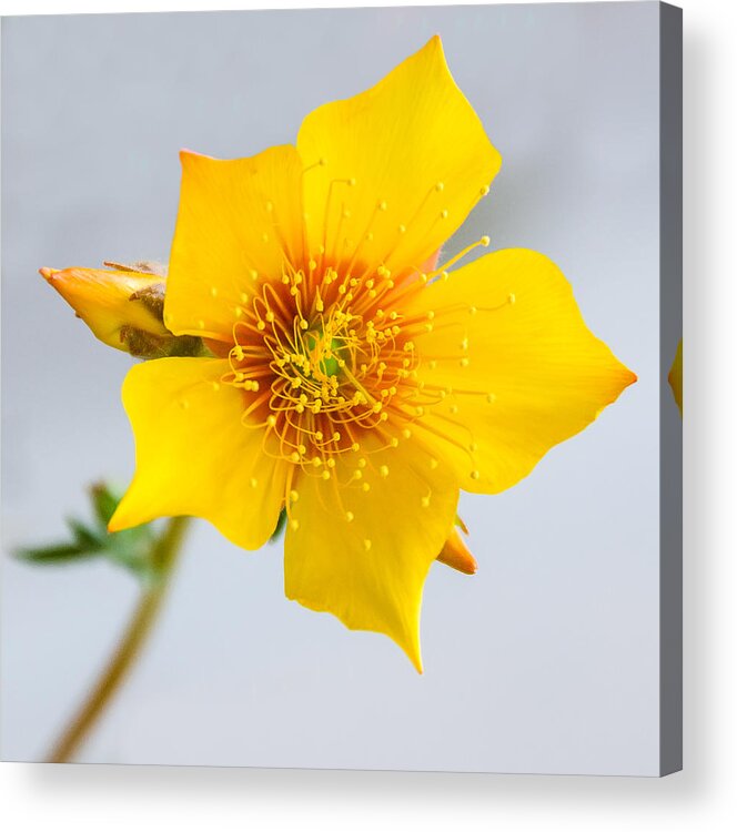 Lindley's Blazing Star Acrylic Print featuring the photograph Wildflower by Georgette Grossman