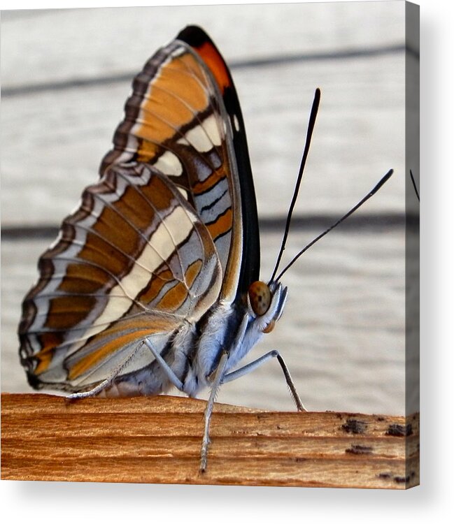 Butterfly Acrylic Print featuring the photograph Winged Beauty front view by William McCoy