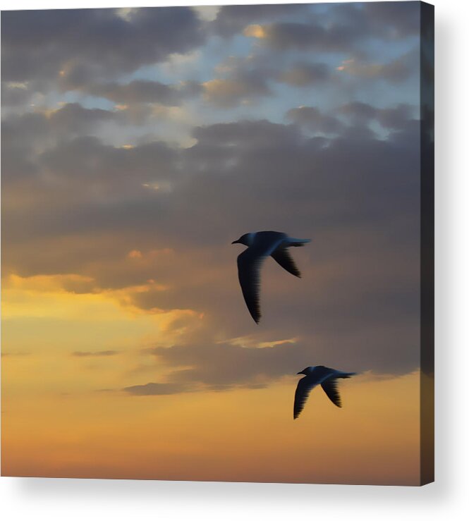 Beach Acrylic Print featuring the photograph Wingman by Jerry Hart