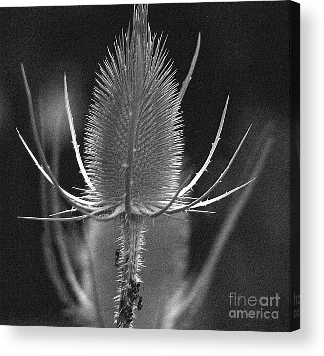 Flower Acrylic Print featuring the photograph Withered Thistle by Eva-Maria Di Bella