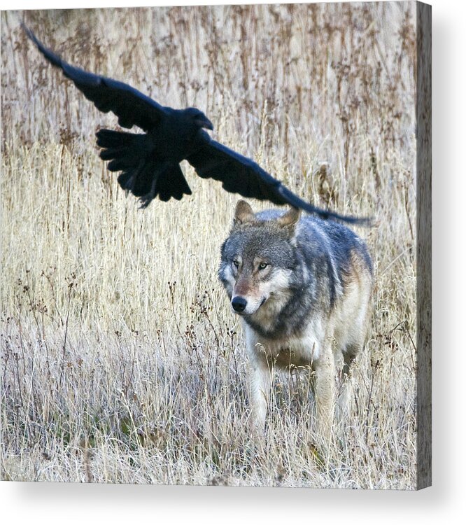 Wolf Acrylic Print featuring the photograph Wolf and Raven by Max Waugh