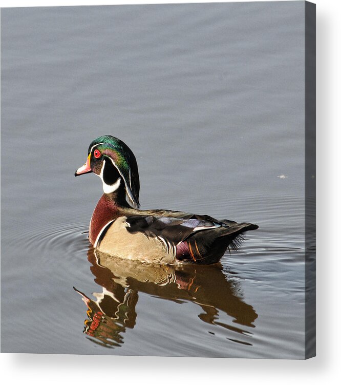 Wood Duck Acrylic Print featuring the photograph Wood Duck by David Armstrong