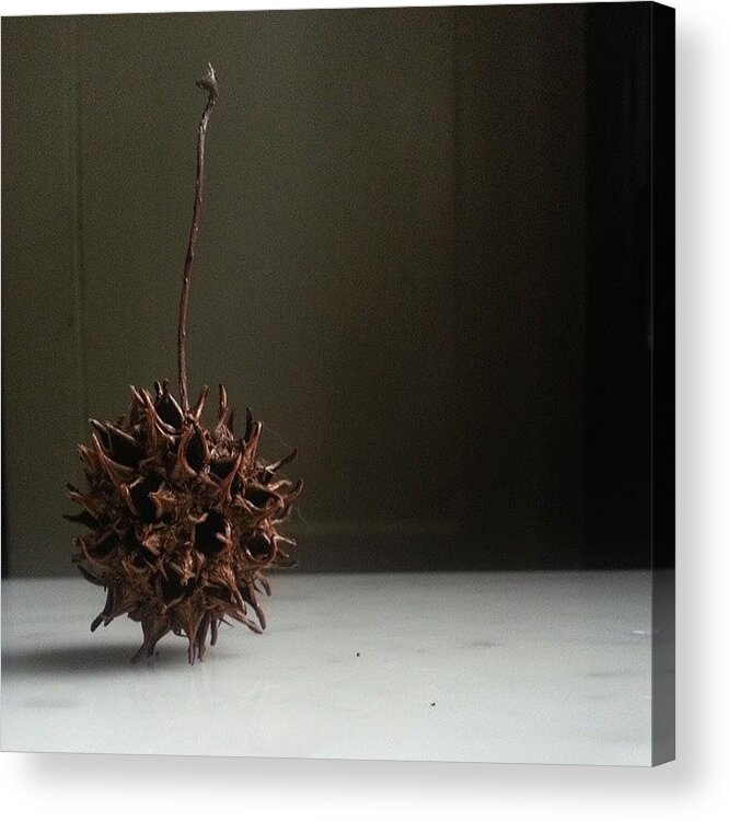 Nature Acrylic Print featuring the photograph Still Life by Marigan O'Malley-Posada