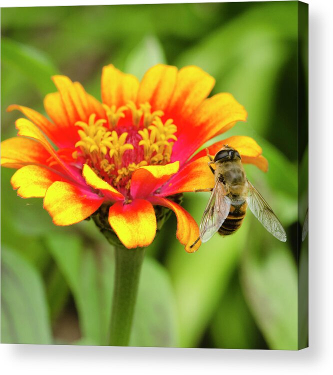 Honeybee Acrylic Print featuring the photograph Working Bee by Crystal Wightman