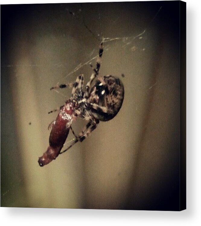 Hairy Acrylic Print featuring the photograph Wtf Was This In My #window! It Was by Tracy Hager