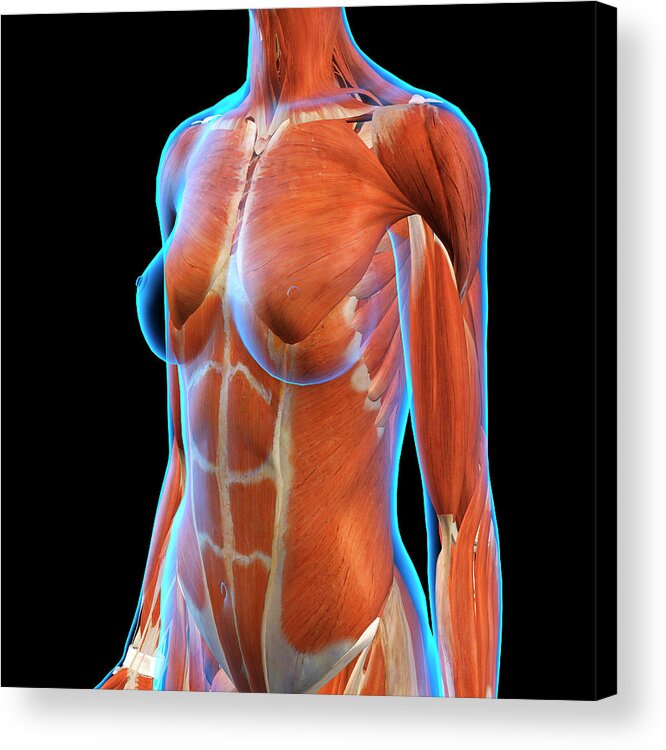 Female chest and abdomen muslces, pink x-ray view. Poster Print by Hank  Grebe/Stocktrek Images - Item # VARPSTHAG700039H - Posterazzi
