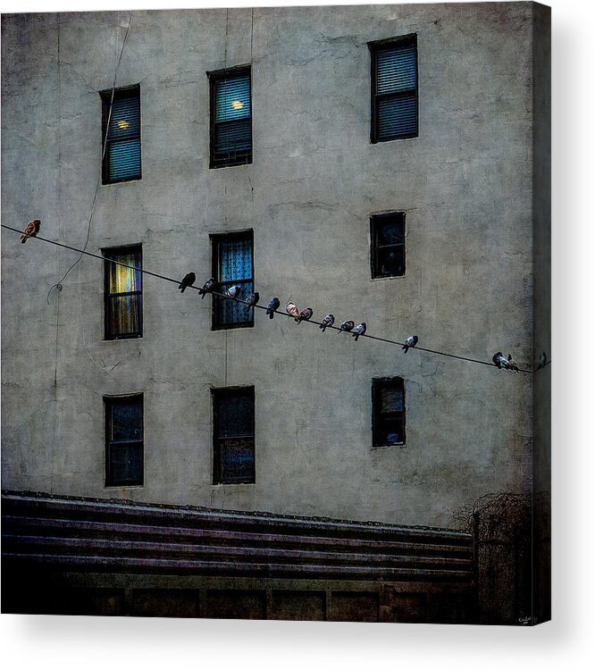 Pigeons Acrylic Print featuring the photograph Yardbirds by Chris Lord