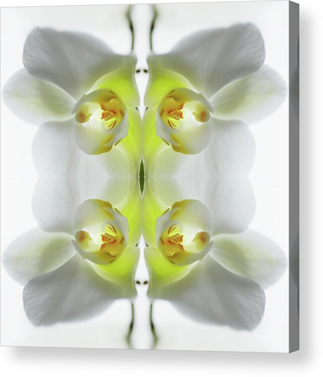 Tranquility Acrylic Print featuring the photograph Yellow And White Orchid by Silvia Otte