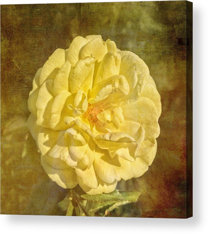 Yellow Acrylic Print featuring the photograph Yellow Brick Road Rose by Marianne Campolongo