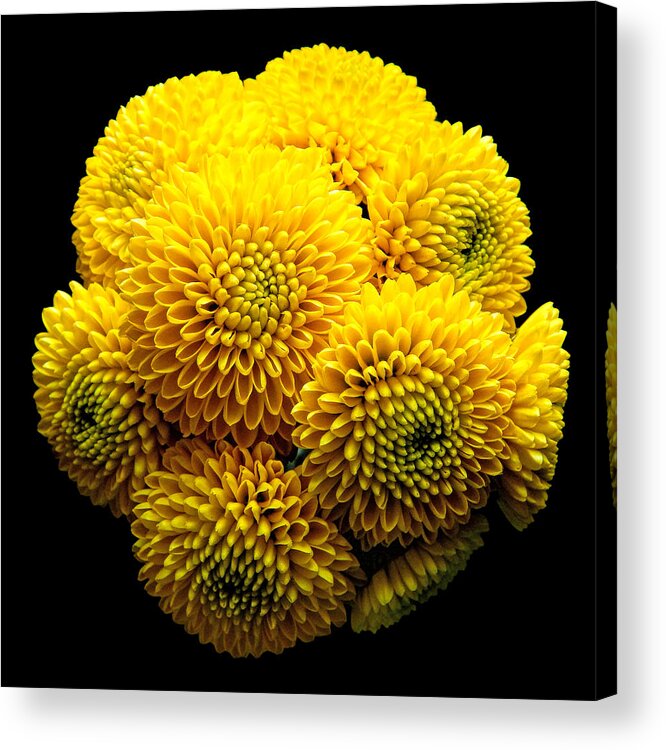 Flowers Acrylic Print featuring the photograph Yellow Chrysanthemum II Still Life Flower Art Poster by Lily Malor