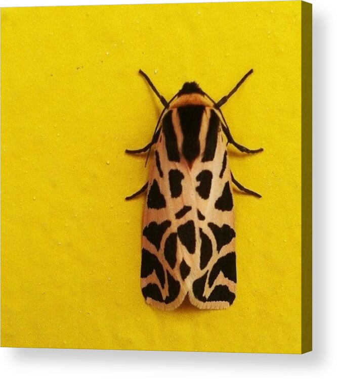 Beautiful Acrylic Print featuring the photograph Yellow! by Emanuela Carratoni