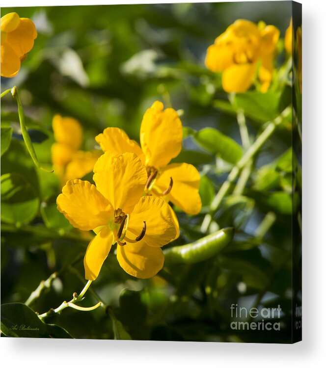 Yellow Acrylic Print featuring the photograph Yellow Fever 04 by Arik Baltinester