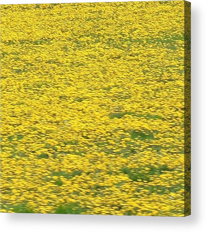 Flora Acrylic Print featuring the photograph Yellow Fields by Kelli Stowe