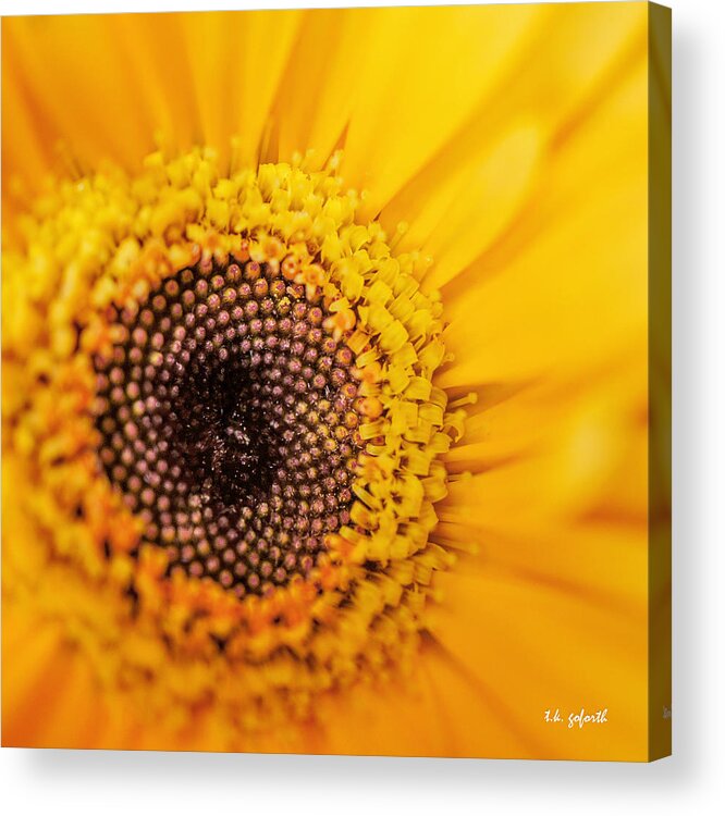 Yellow Gerbera Acrylic Print featuring the photograph Yellow Gerbera Squared by TK Goforth