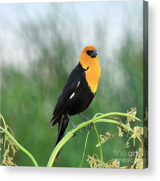 Black Acrylic Print featuring the photograph Yellow headed Blackbird by Roxie Crouch