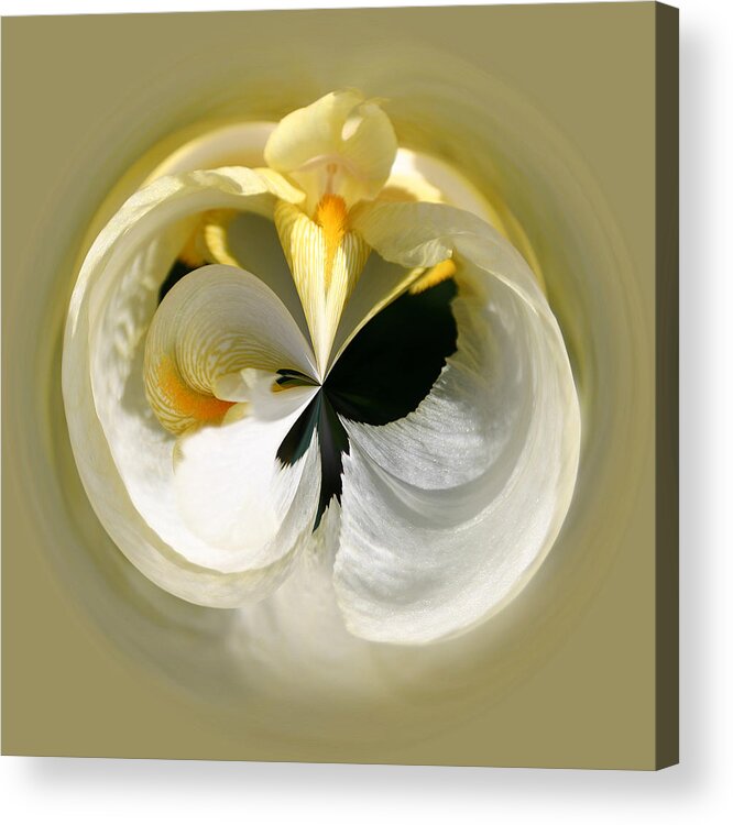 Flowers Acrylic Print featuring the photograph Yellow Iris 101 by Jim Baker