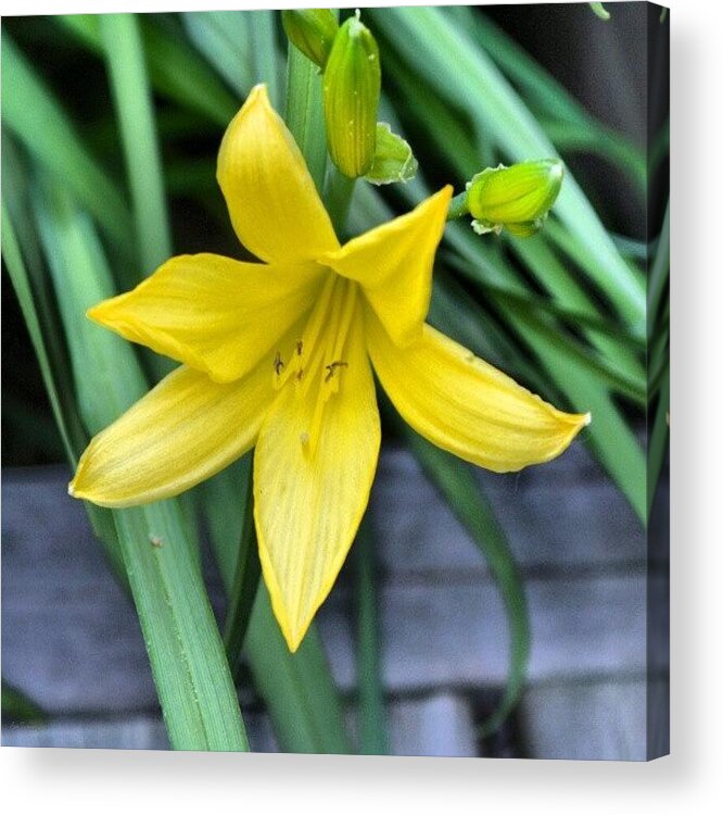 Beautiful Acrylic Print featuring the photograph Yellow Lily by Eve Tamminen