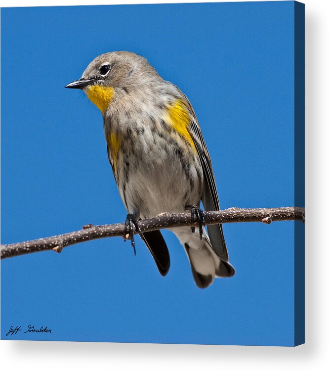 Adult Acrylic Print featuring the photograph Yellow-Rumped Warbler by Jeff Goulden