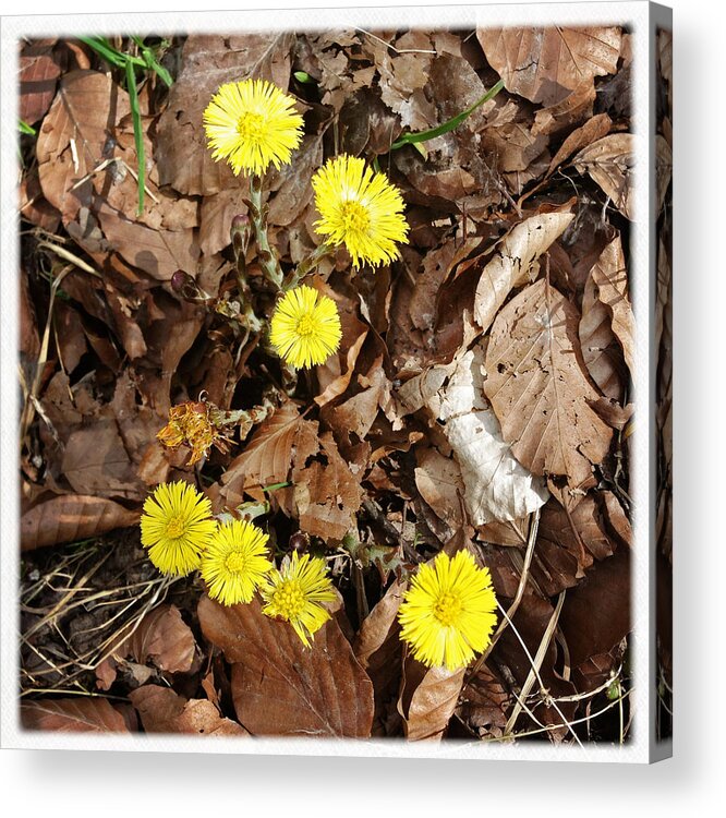 Flowers Acrylic Print featuring the photograph Yellow spring flowers and old brown leaves by Matthias Hauser