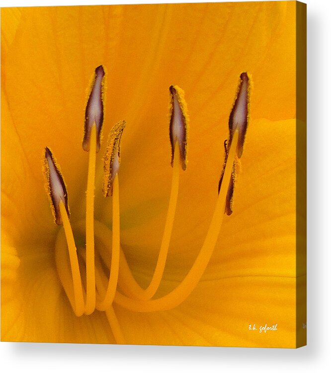 Yellow Flower Acrylic Print featuring the photograph Yellow Stamens Squared by TK Goforth