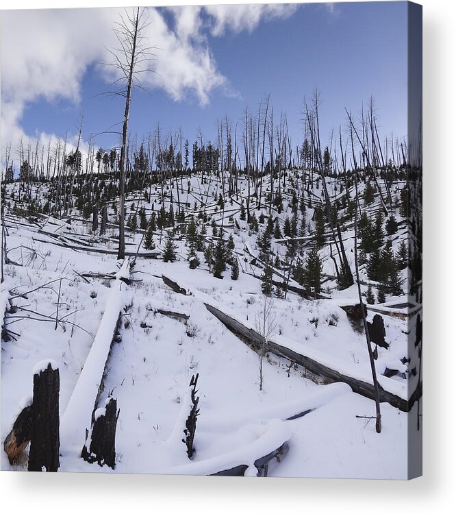 Winter Acrylic Print featuring the photograph Yellowstone Winter by David Yack
