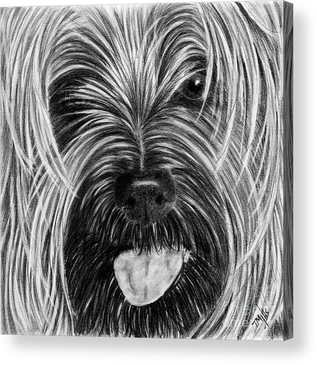 Yorkie Acrylic Print featuring the drawing Yorkie Face by Terri Mills