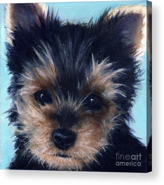 Yorkshire Terrier Acrylic Print featuring the painting Yorkie by Vickie Sue Cheek