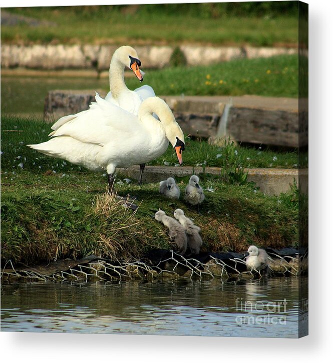 Baby Swans Acrylic Print featuring the photograph You Can Do It by Linsey Williams