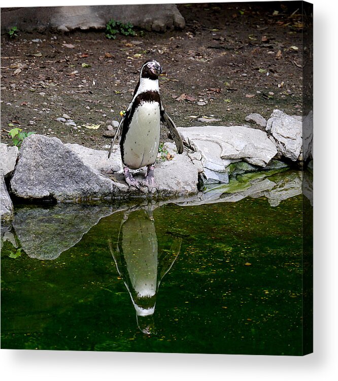 Richard Reeve Acrylic Print featuring the photograph Zenguin by Richard Reeve