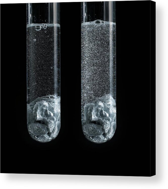 Acid Acrylic Print featuring the photograph Zinc Reaction With Strong And Weak Acid by Science Photo Library