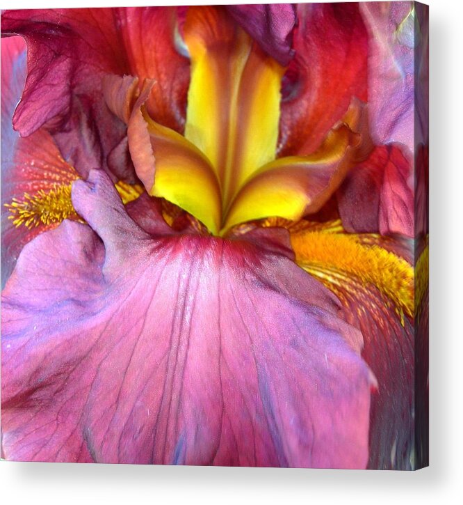 Iris Acrylic Print featuring the photograph Burgundy Iris #1 by Randy Rosenberger