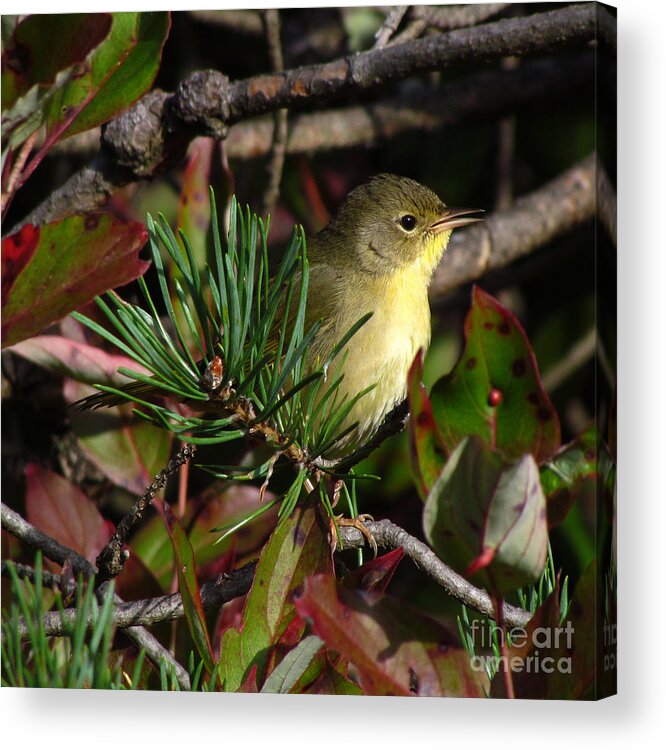 Bird Acrylic Print featuring the photograph Common Yellowthroat #1 by Deborah Johnson